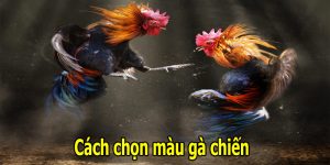 5 Hướng Dẫn Cách Chọn Màu Gà Chiến Sao Cho Chuẩn Nhất