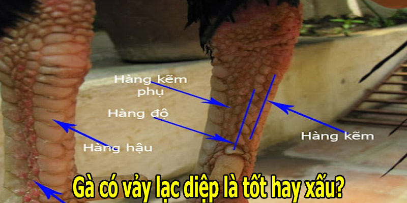 Gà có vảy lạc diệp là tốt hay xấu?