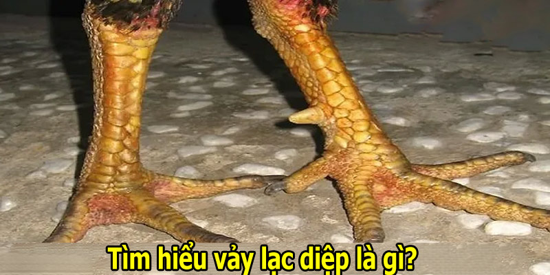 Tìm hiểu vảy lạc diệp là gì?